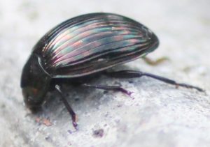 Beetleback showingi black iridescent finish of the coating