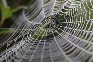 Graphene_SpiderWeb