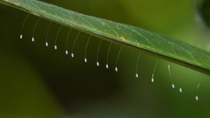 Biomimicry in action: Green Lacewing Silk