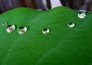 Lotus Leaf inspired hydrophobic and non-stick coating