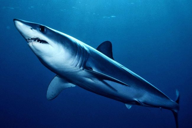 Shortfin Mako Shark